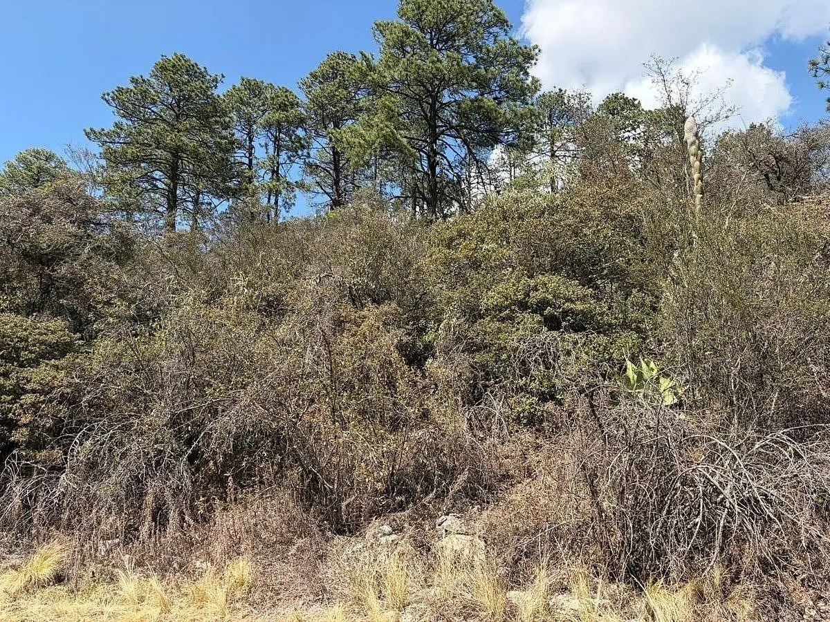 Terreno en Venta en Bosques de Monterreal — foto 1